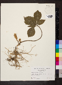 Pachysandra procumbens image