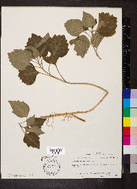 Pachysandra procumbens image