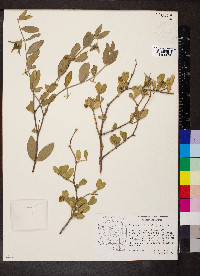 Simmondsia chinensis image