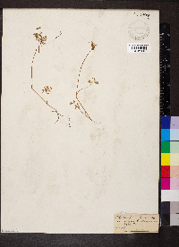 Floerkea proserpinacoides image
