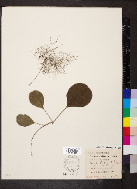 Cotinus coggygria image