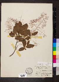 Cotinus obovatus image