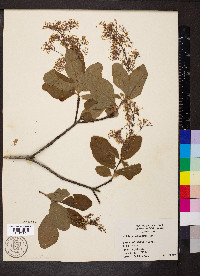 Cotinus obovatus image