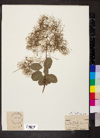 Cotinus coggygria image