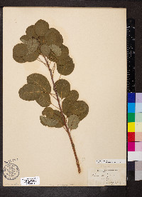 Cotinus coggygria image