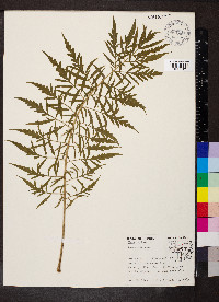 Rhus typhina image