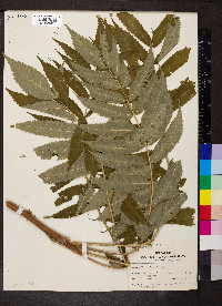 Rhus typhina image