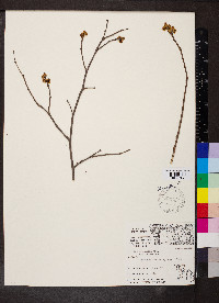 Rhus aromatica var. aromatica image