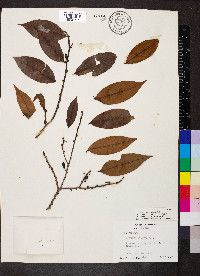 Erythroxylum citrifolium image