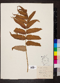 Rhus typhina image