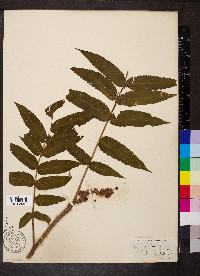 Rhus typhina image