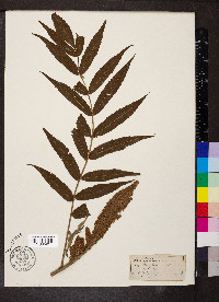 Rhus typhina image