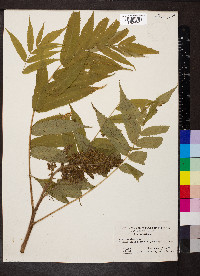 Rhus typhina image