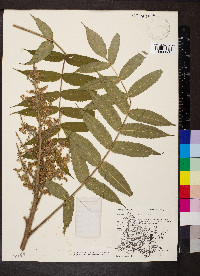 Rhus typhina image