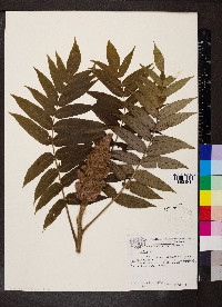 Rhus typhina image