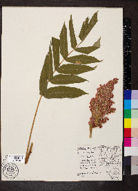 Rhus typhina image