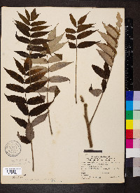 Rhus typhina image