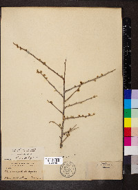 Rhus microphylla image