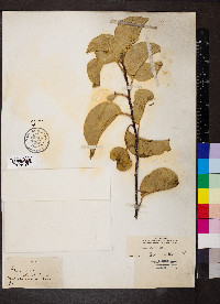 Rhus ovata image