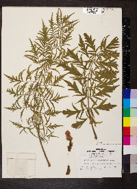 Rhus typhina image