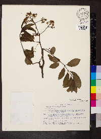 Tapirira macrophylla image