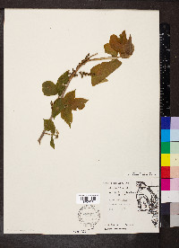 Image Associated With the Occurence