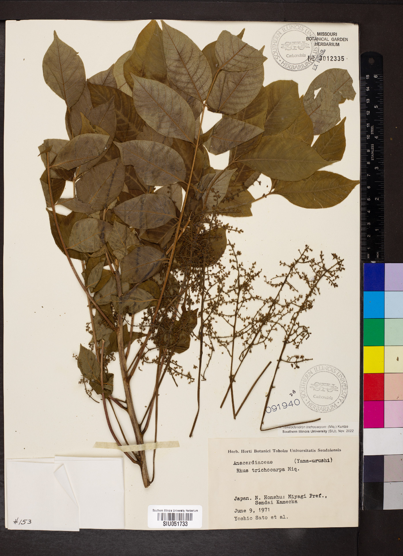 Toxicodendron trichocarpum image