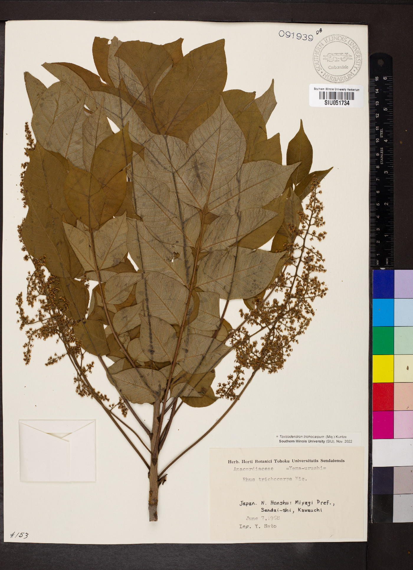 Toxicodendron trichocarpum image