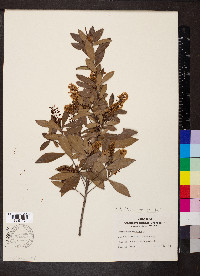 Cliftonia monophylla image