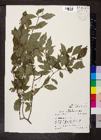 Ilex ambigua image