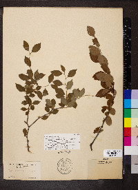 Ilex ambigua image