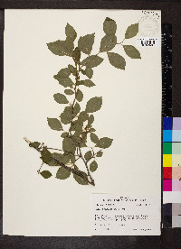 Ilex ambigua image