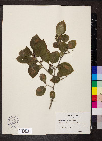 Ilex ambigua image