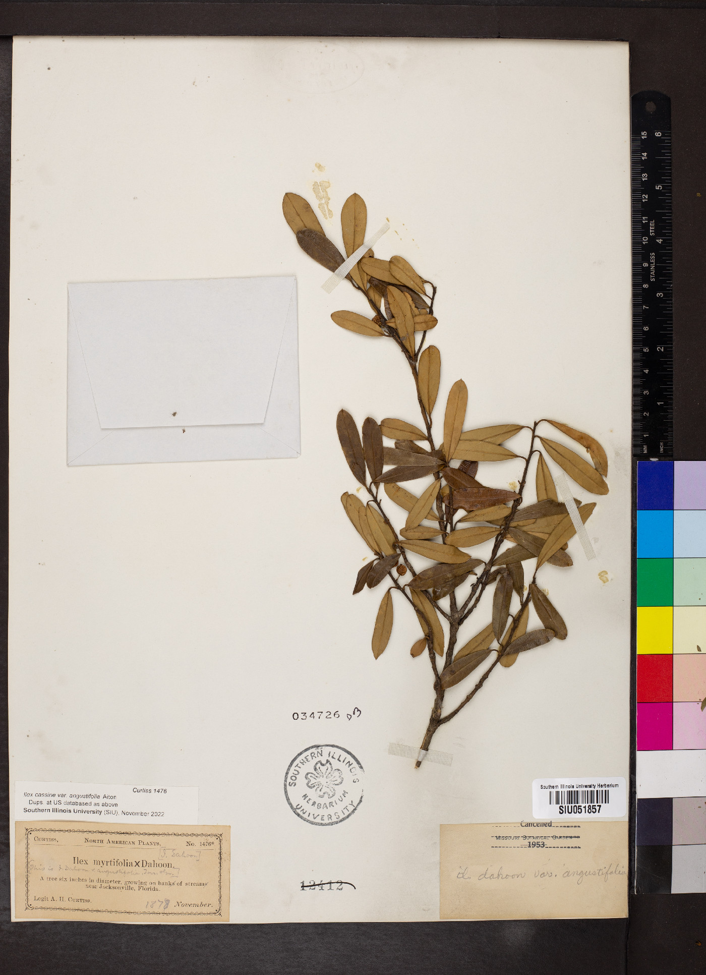 Ilex cassine subsp. cassine image