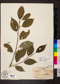 Ilex montana image