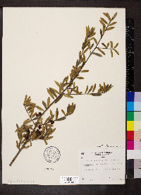 Ilex myrtifolia image