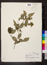 Ilex laevigata image