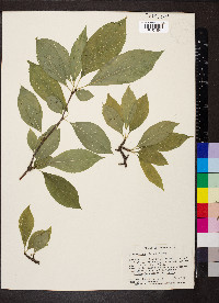 Ilex montana image