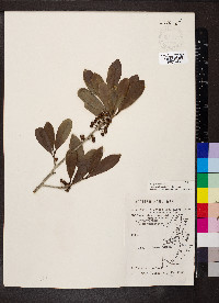 Ilex guianensis image