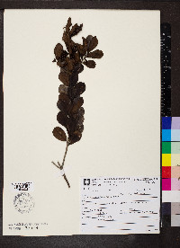 Ilex pseudobuxus image