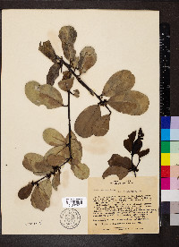 Ilex theezans image