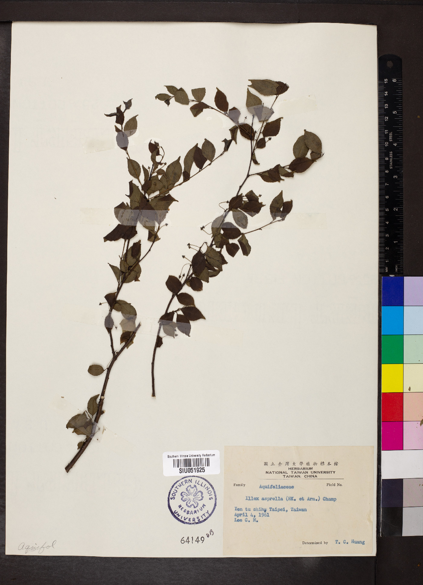 Ilex asprella image