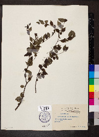 Ilex asprella image