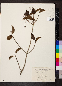 Ilex pedunculosa image