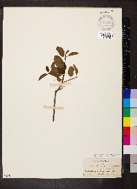 Ilex mucronata image