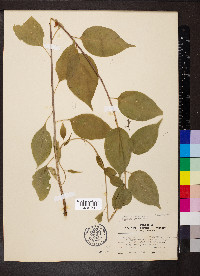 Celastrus scandens image