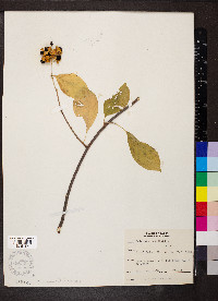 Celastrus scandens image