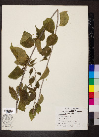 Celastrus scandens image