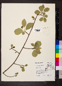 Celastrus scandens image