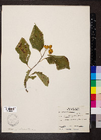 Celastrus scandens image